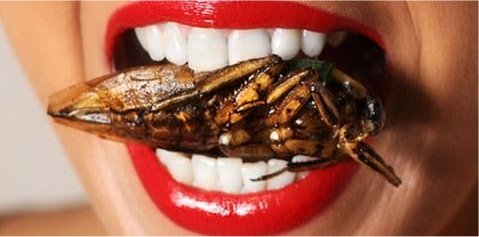 insect_mouth